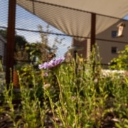Bloemetjes en bijtjes op een daktuin