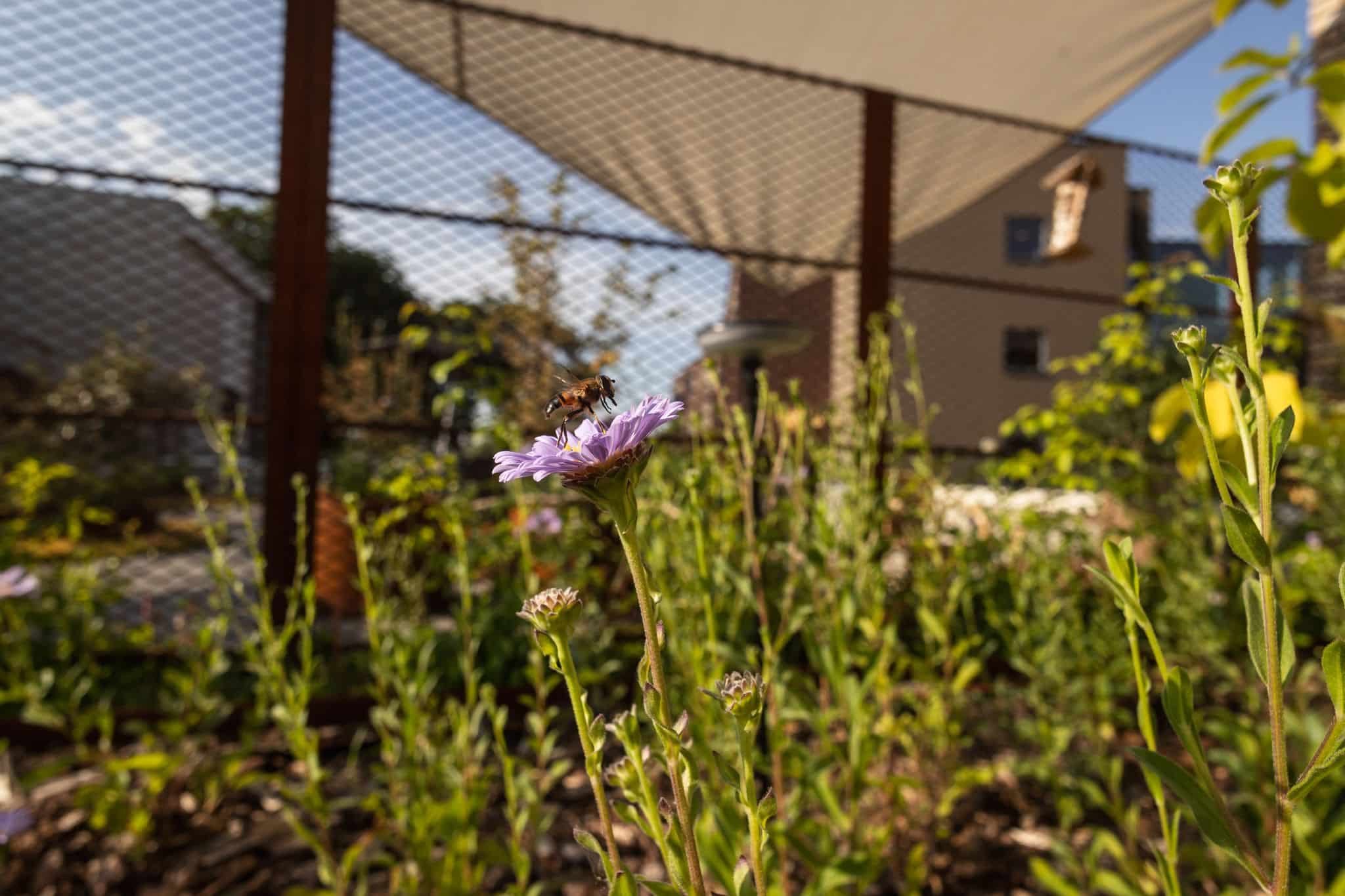 Bloemetjes en bijtjes op een daktuin