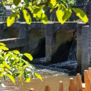 Uitzicht van onder het bladerdek