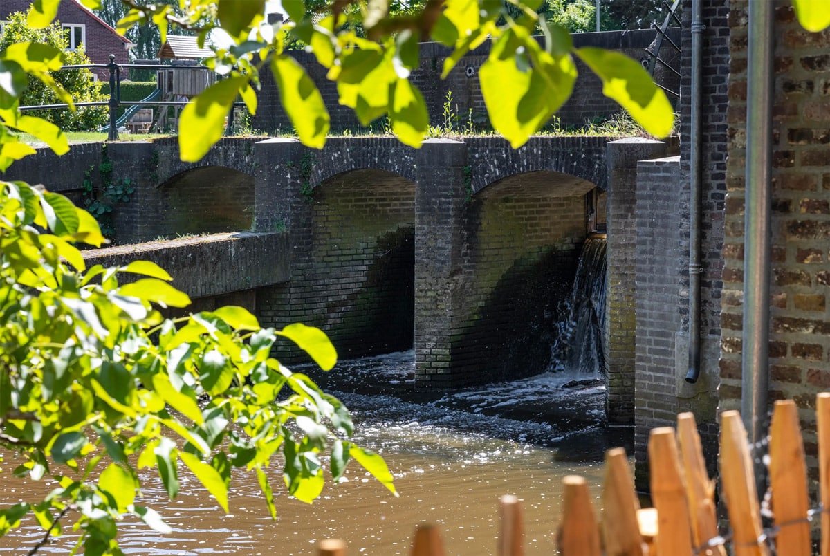 Uitzicht van onder het bladerdek
