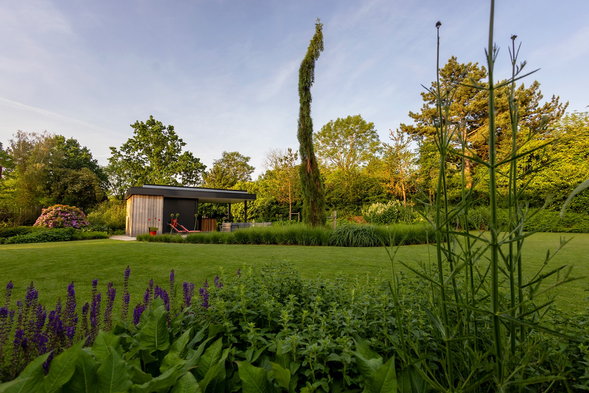 Treursequoia als hoogtepunt in de tuin