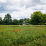 Klaprozen in de parktuin