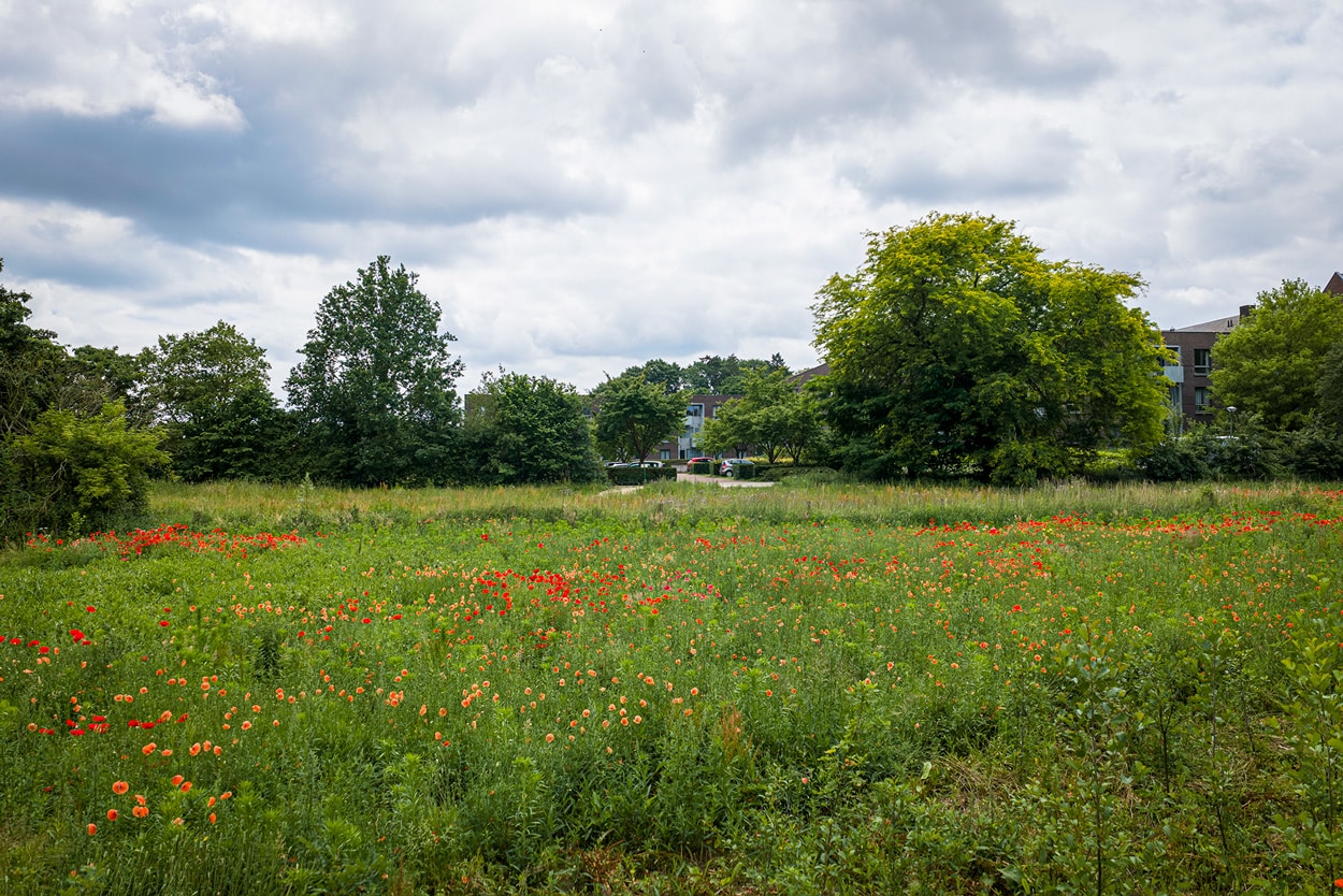 Klaprozen in de parktuin